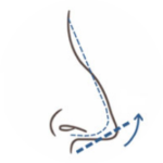 わし鼻 長い鼻 矢印鼻