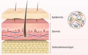 皮膚構造とECM